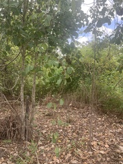 Cryptostegia grandiflora