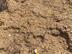 Eriophyllum ambiguum