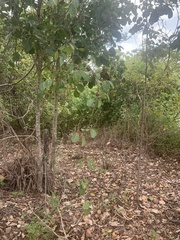 Cryptostegia grandiflora
