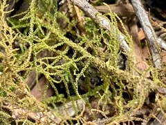 Thuidiopsis sparsa