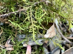 Thuidiopsis sparsa