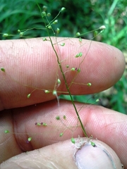Dichanthelium dichotomum