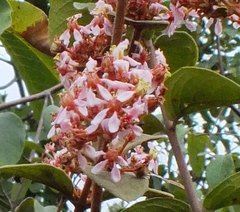 Heteropterys campestris