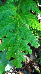 Selaginella
