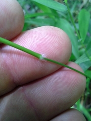 Dichanthelium dichotomum