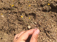 Eriophyllum ambiguum