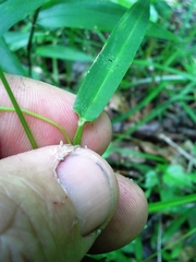 Dichanthelium dichotomum