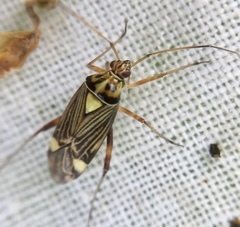 Rhabdomiris striatellus