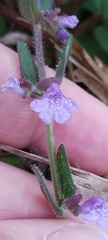 Scutellaria parvula