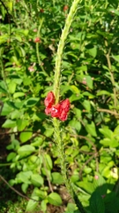 Stachytarpheta
