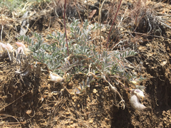 Astragalus purshii