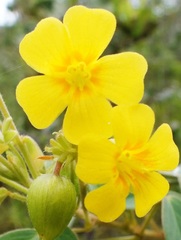 Oxalis frutescens