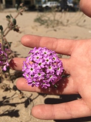 Abronia villosa