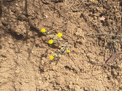 Eriophyllum ambiguum