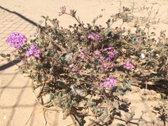 Abronia villosa