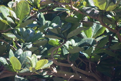 Terminalia catappa