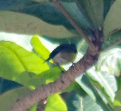 Coereba flaveola