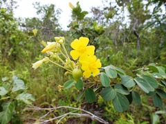 Oxalis frutescens