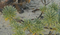 Tournefortia gnaphalodes