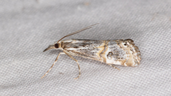 Hednota longipalpella