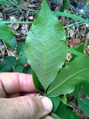 Carya myristiciformis