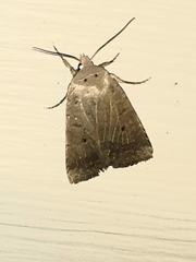 Sericaglaea signata