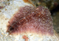 Dolabrifera dolabrifera