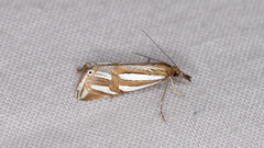 Hednota bifractellus