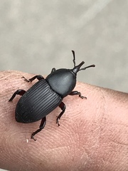 Scyphophorus