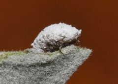 Phenacoccus solenopsis