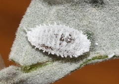 Phenacoccus solenopsis