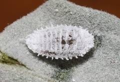 Phenacoccus solenopsis