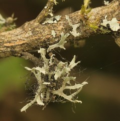 Heterodermia leucomelos