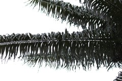 Pharomachrus antisianus