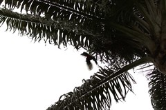 Pharomachrus antisianus