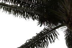 Pharomachrus antisianus