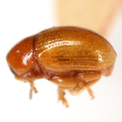 Triachus postremus
