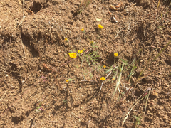 Madia elegans wheeleri