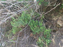 Ericameria cuneata