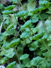 Cryptomitrium tenerum