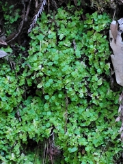 Cryptomitrium tenerum