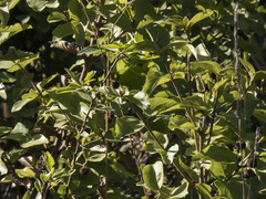 Podanthus ovatifolius