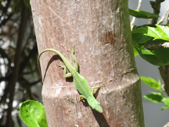 Anolis smaragdinus