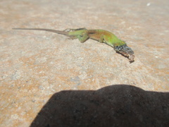 Anolis smaragdinus