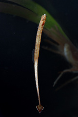 Cocks-Comb Pipefish photo 4