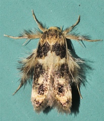 Zatrichodes horrifica