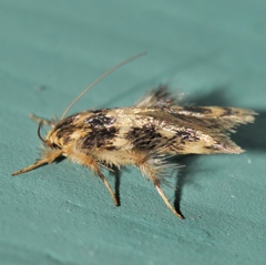 Zatrichodes horrifica