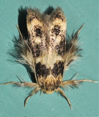 Zatrichodes horrifica