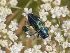 Bilyaxia