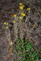 Helianthus longifolius